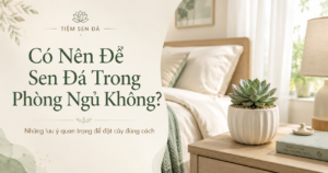 Giải đáp thắc mắc có nên để sen đá trong phòng ngủ không Tiệm Sen Đá