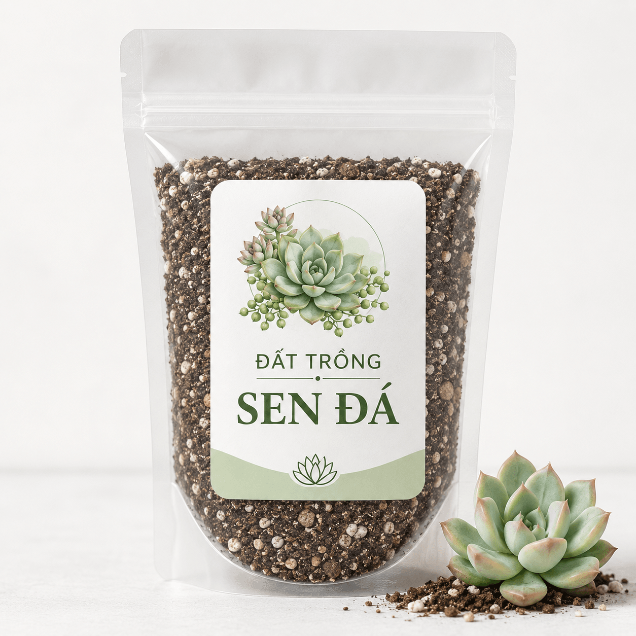 Đất Trồng Sen Đá