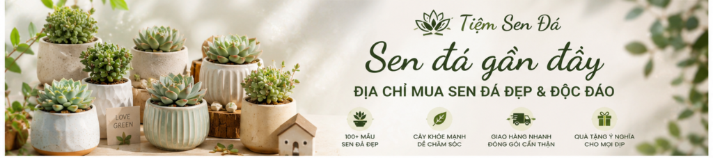 sen đá gần đây 1