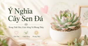 Tìm hiểu ý nghĩa cây sen đá trong phong thủy và cuộc sống
