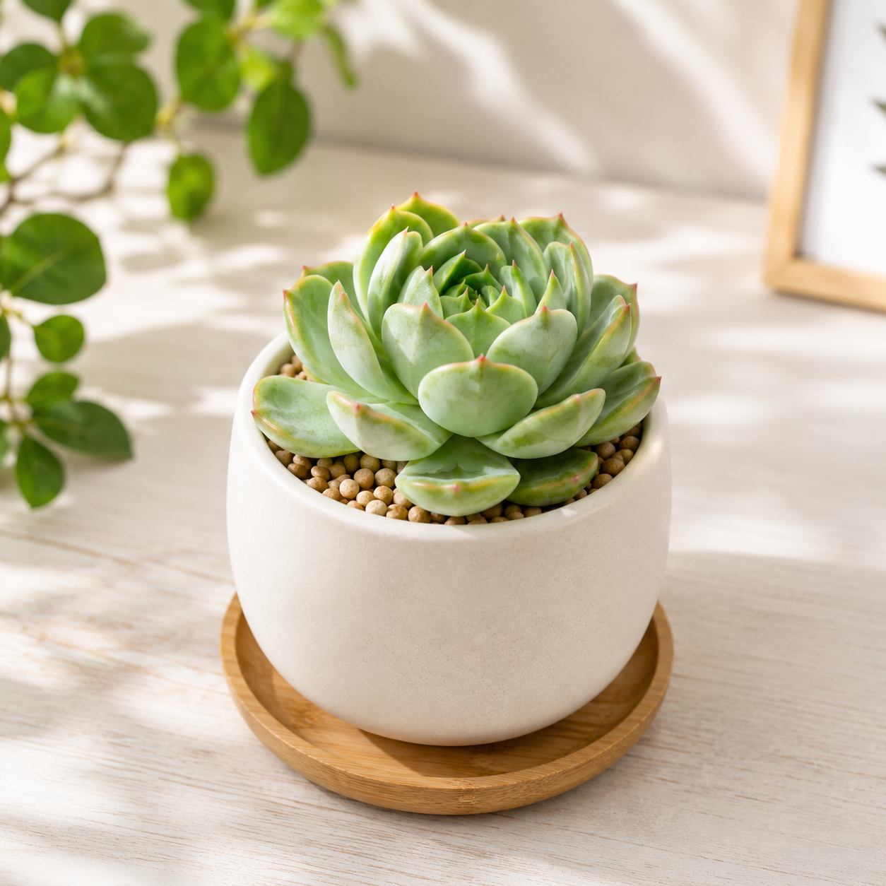 Sen đá Phật Bà mini chậu gốm trắng nền sáng đẹp.